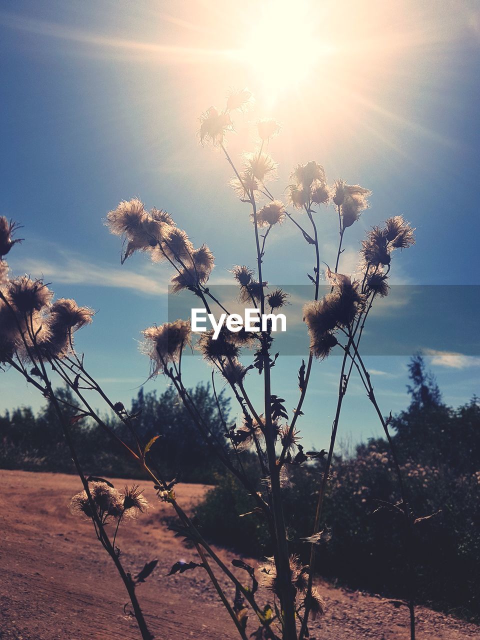 PLANTS GROWING ON FIELD AGAINST SKY