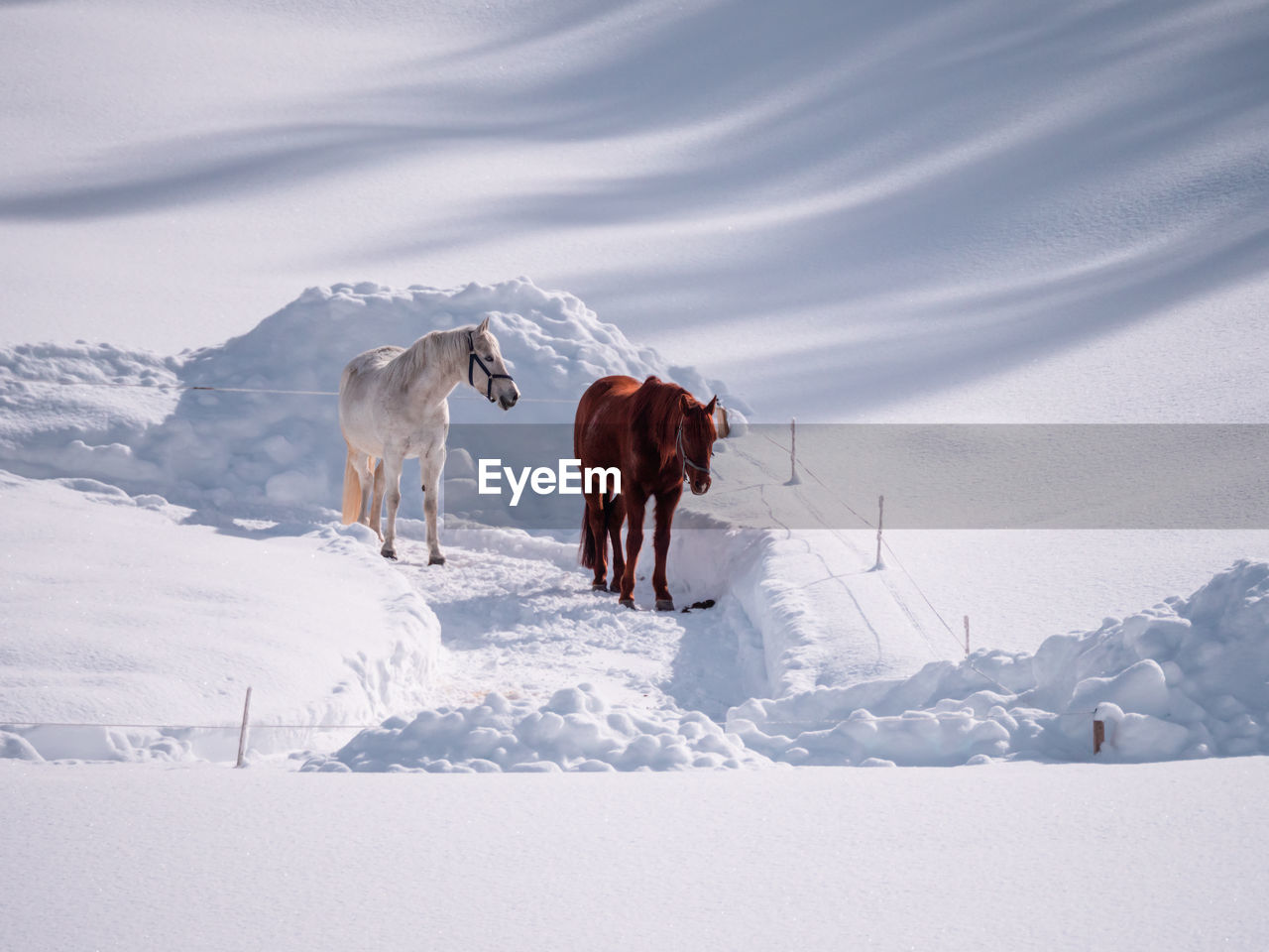 horse standing on snow covered landscape