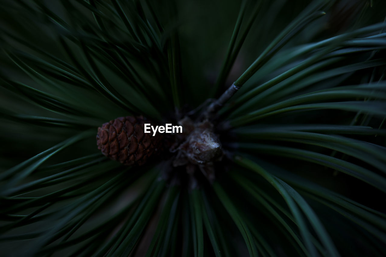 FULL FRAME SHOT OF PINE CONES