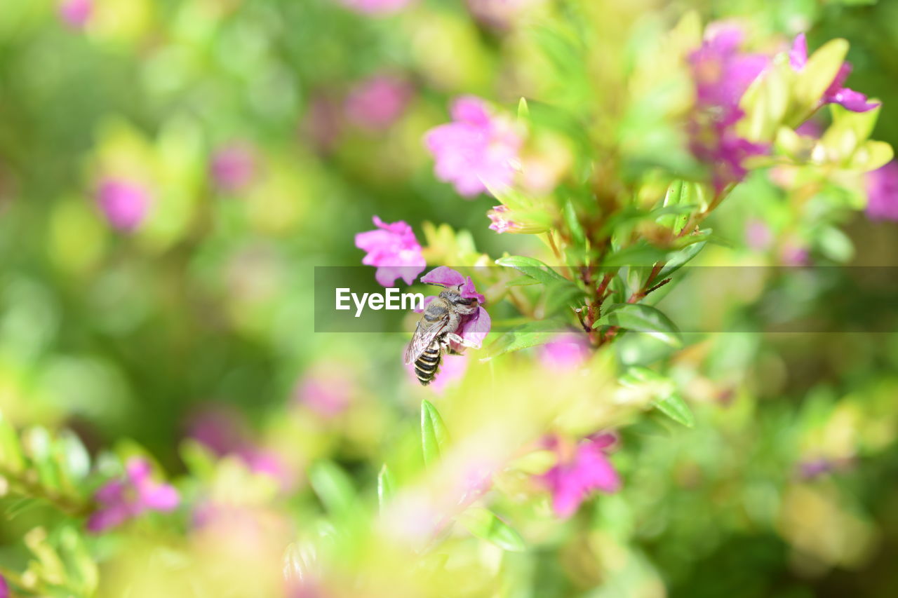 CLOSE-UP OF BUTTERFLY ON PINK FLOWER