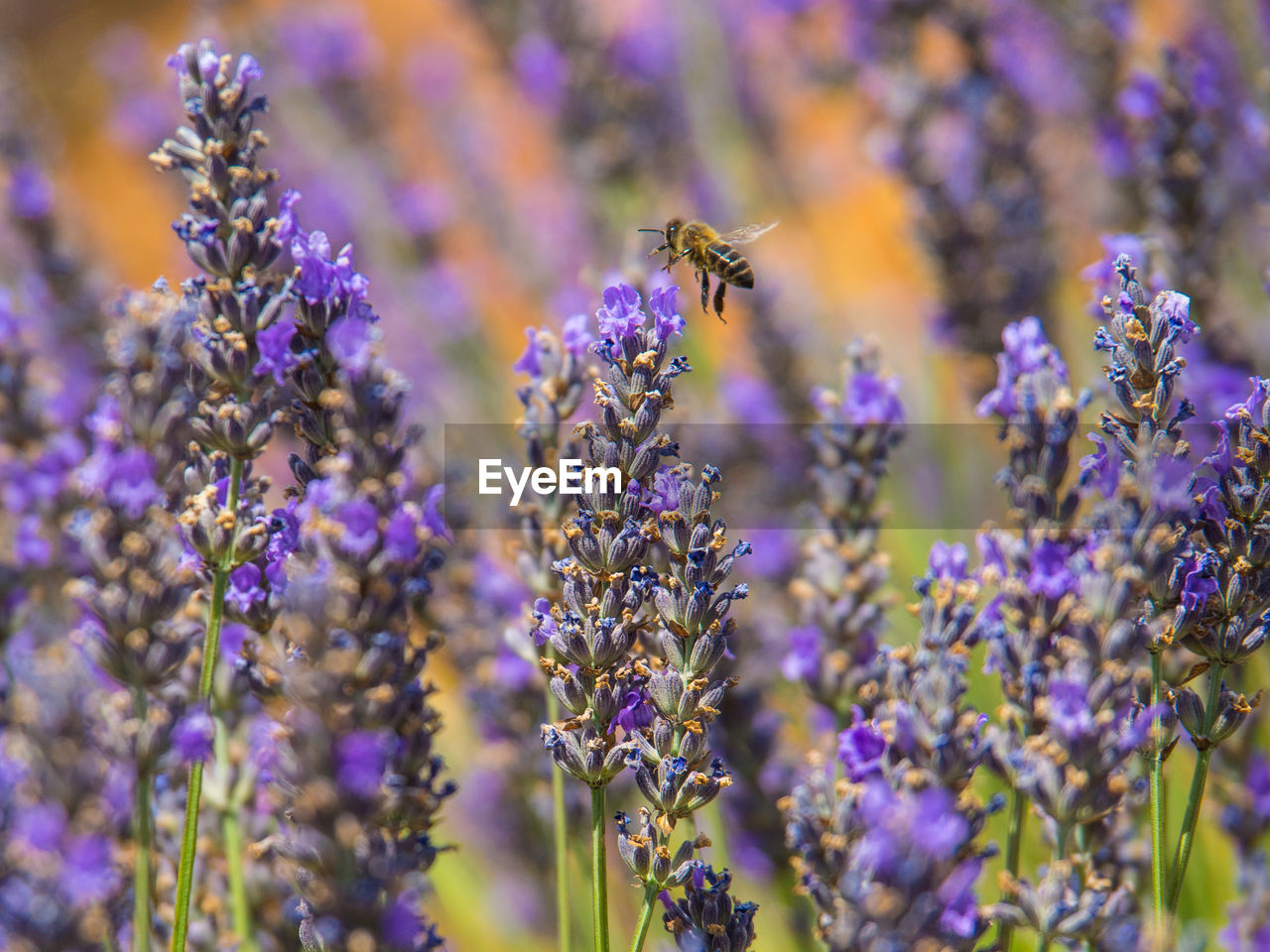 Lavenders with a bee pollinating the flower