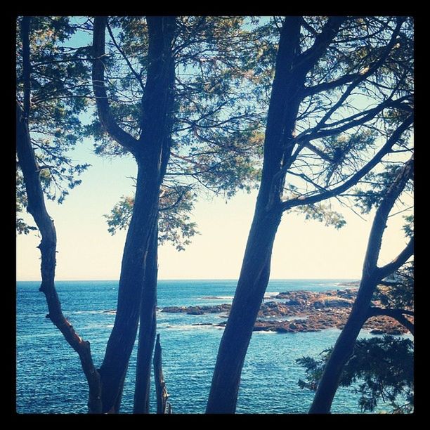 VIEW OF TREES BY SEA