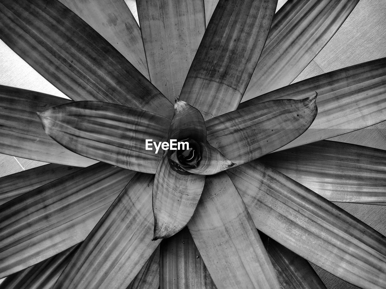 Directly below shot of plant. vascular plant. radial symmetry