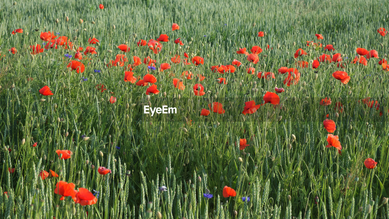 RED POPPY FLOWERS IN FIELD