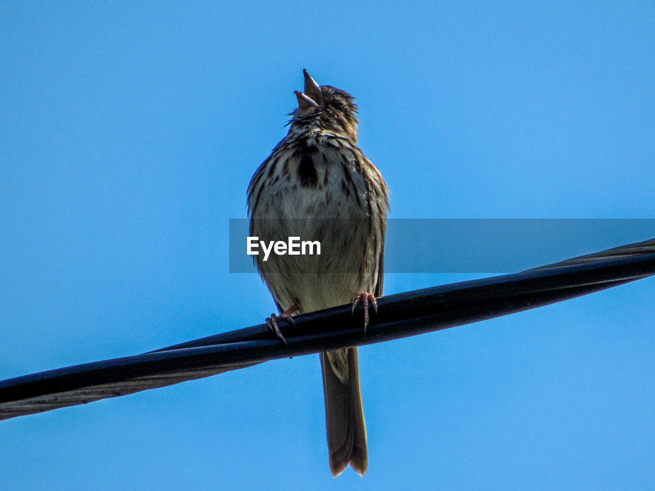 LOW ANGLE VIEW OF BIRD PERCHING ON CABLE