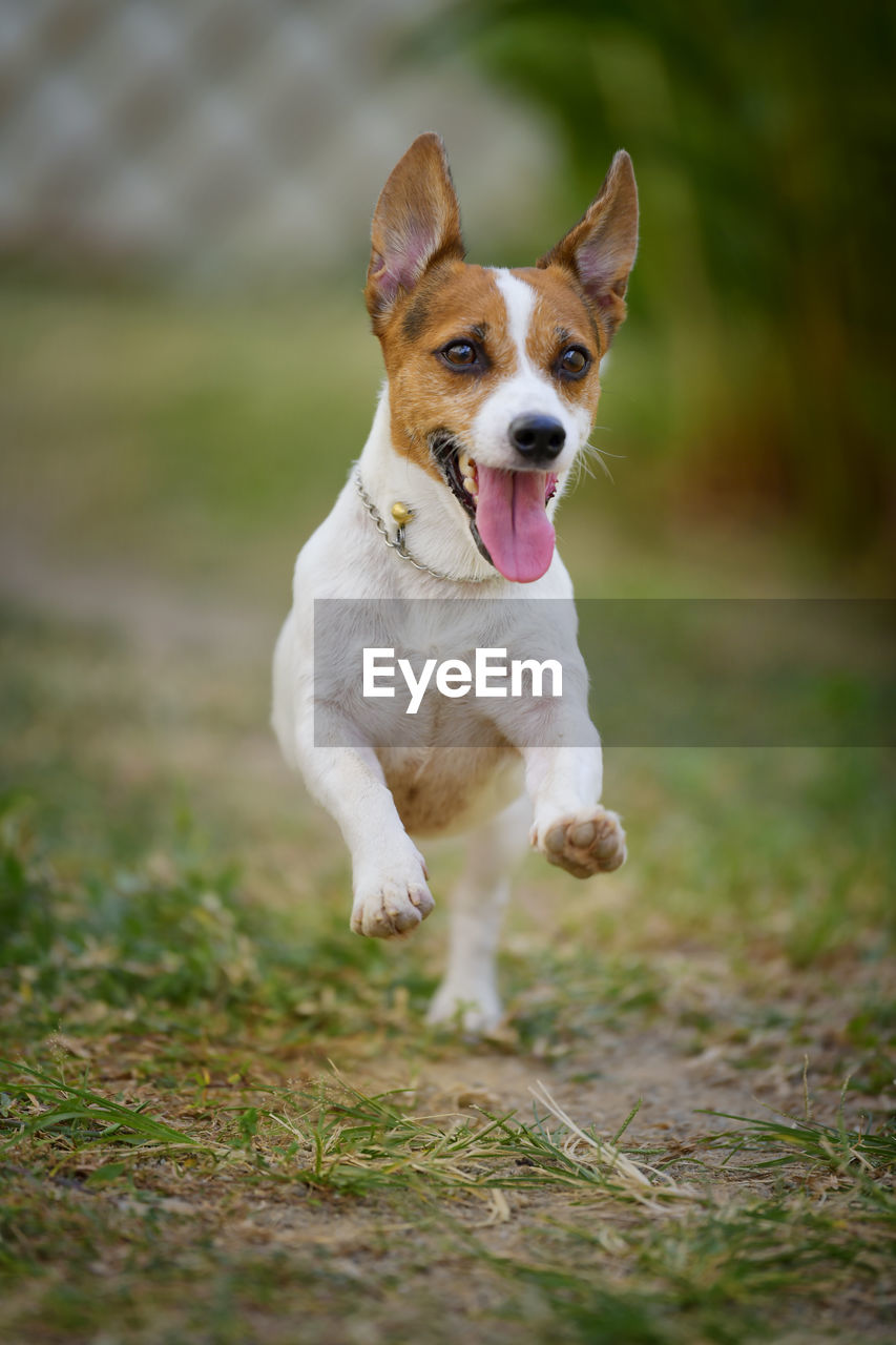 VIEW OF DOG RUNNING ON FIELD