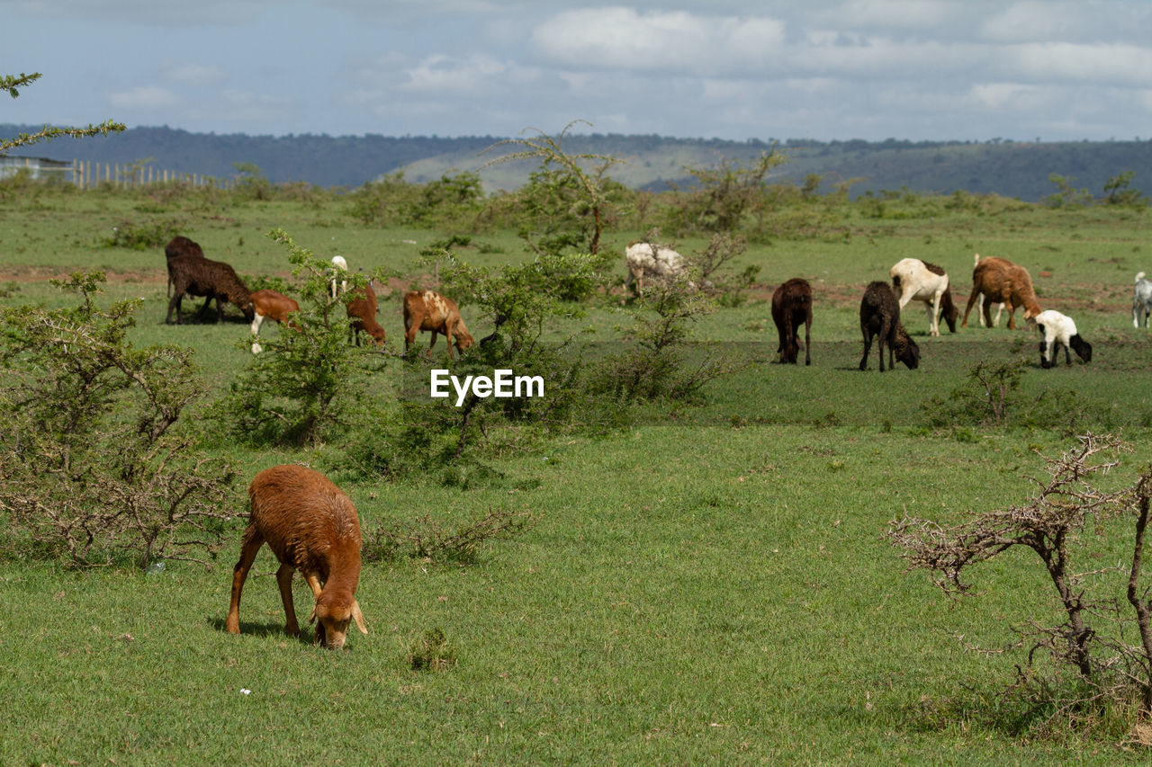 Sheep grazing in a field