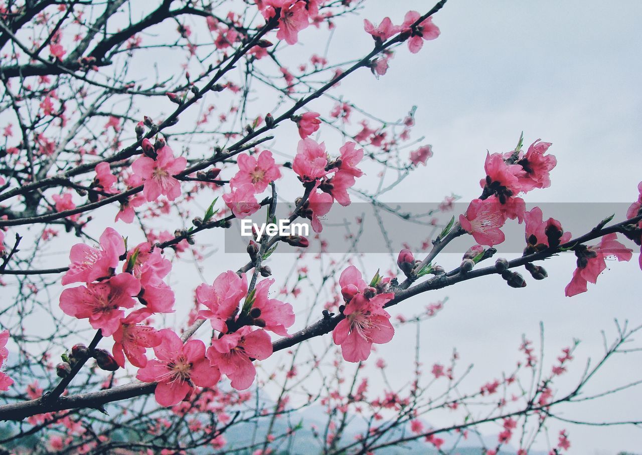 High section of cherry blossom against clear sky