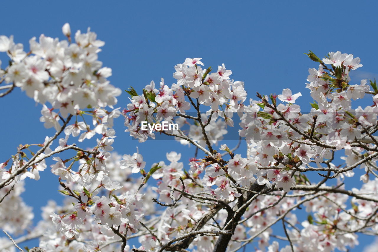 plant, flower, flowering plant, blossom, tree, springtime, fragility, freshness, beauty in nature, growth, branch, nature, sky, cherry blossom, low angle view, spring, pink, clear sky, no people, blue, day, fruit tree, white, cherry tree, close-up, outdoors, almond tree, inflorescence, petal, flower head, botany, twig, produce, agriculture, sunlight, orchard