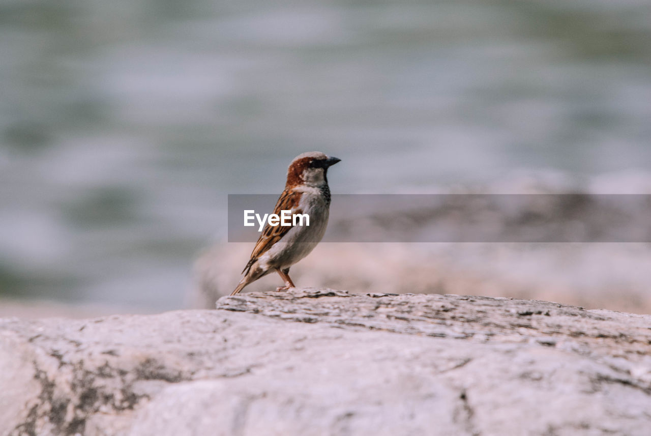 BIRD PERCHING ON A WALL