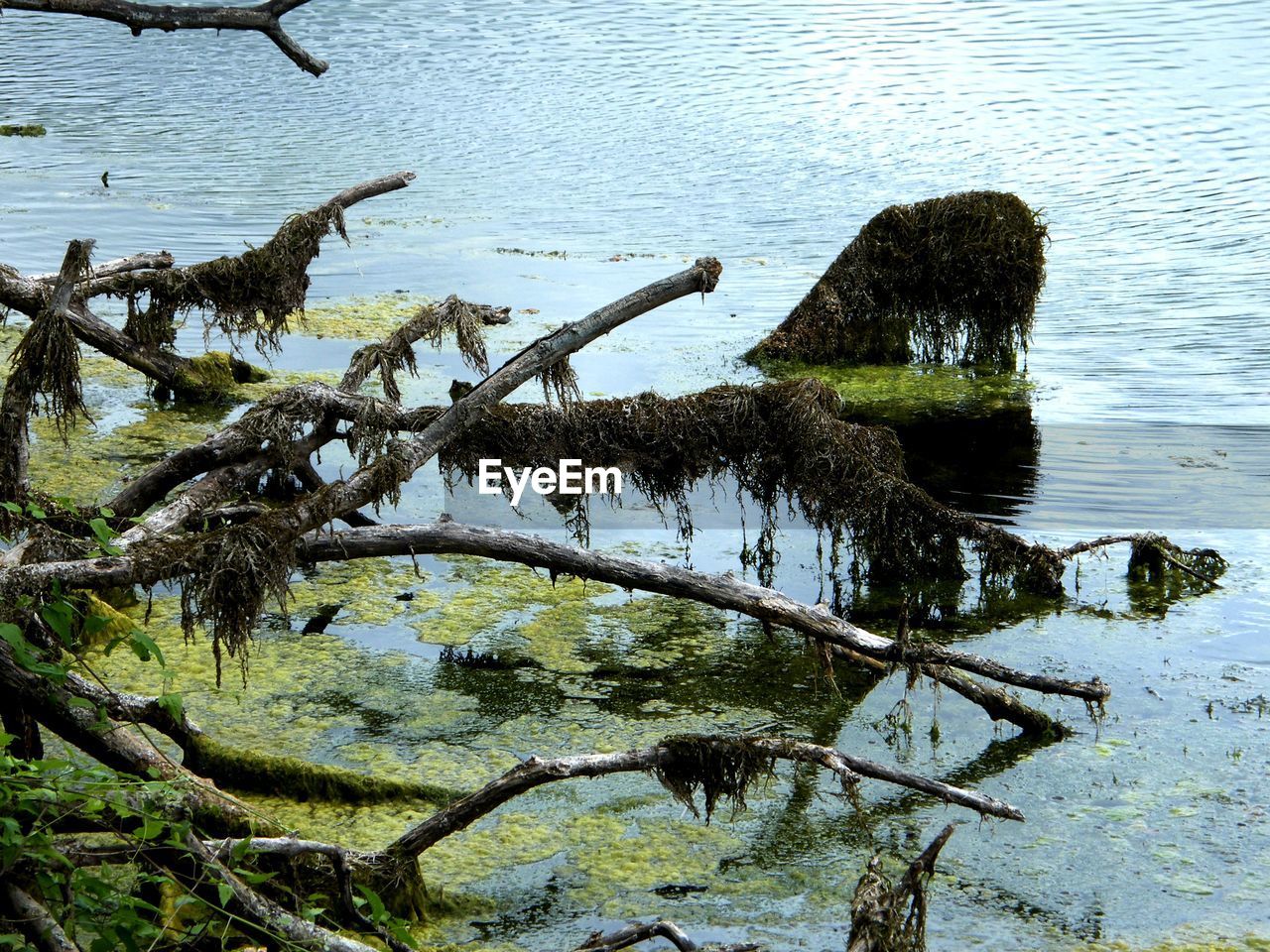 REFLECTION OF TREE ON LAKE