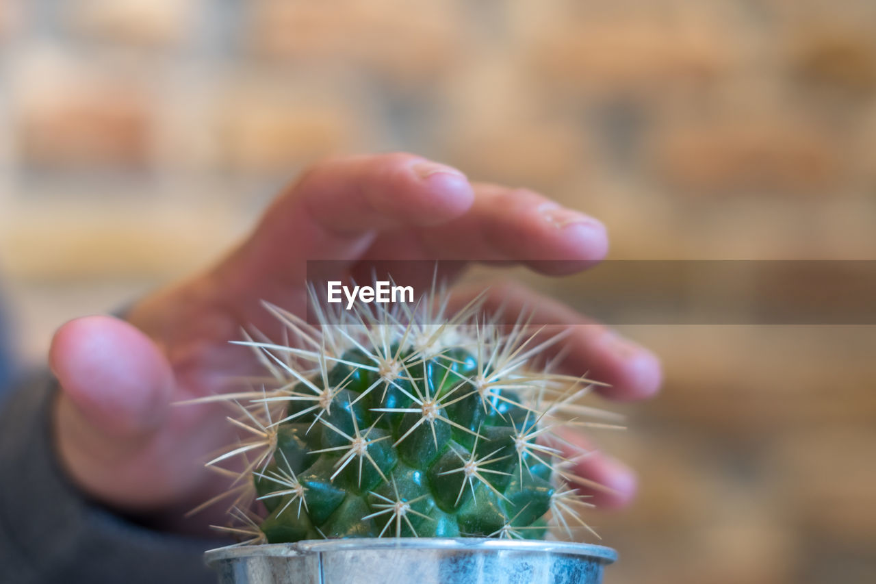 CLOSE-UP OF PERSON HAND HOLDING CACTUS