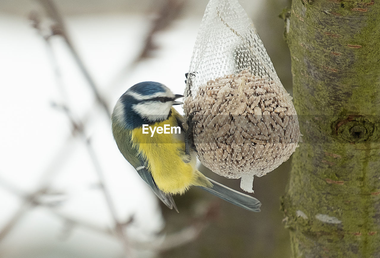 CLOSE-UP OF BIRD PERCHING ON BRANCH