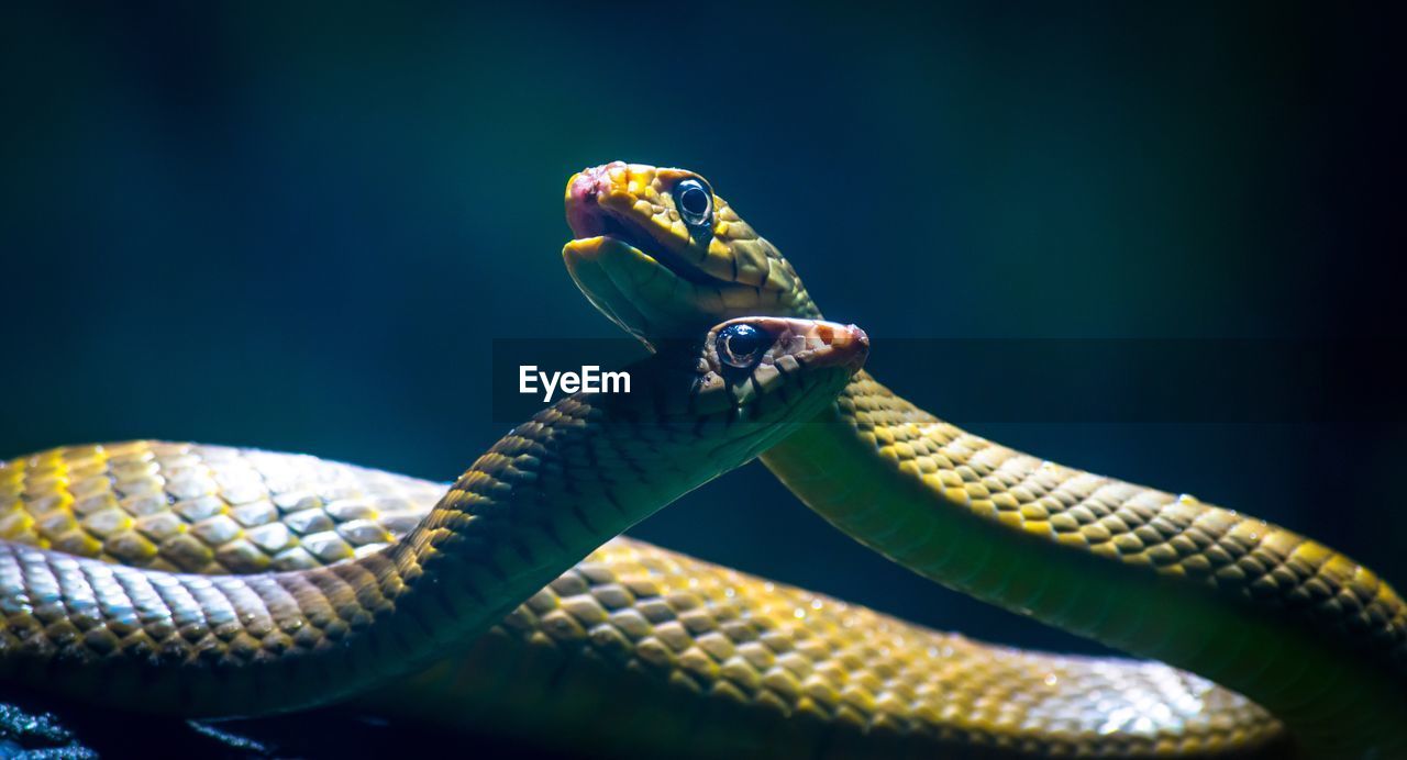 Close-up view of snakes