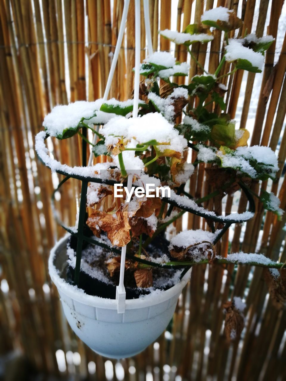 CLOSE-UP OF POTTED PLANT ON SNOW COVERED POT