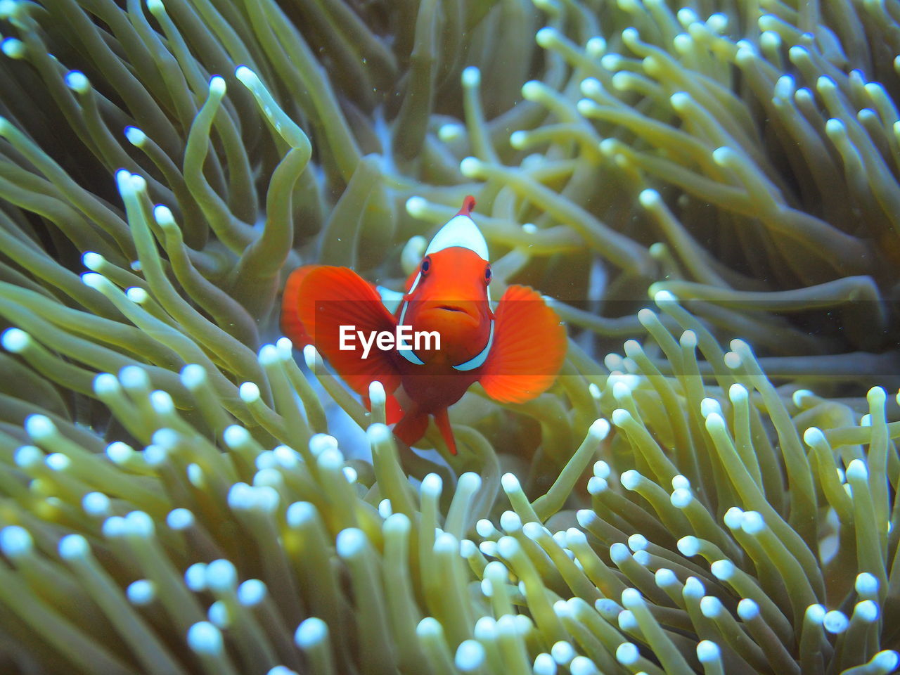 Clownfish hiding in anemone at raja ampat