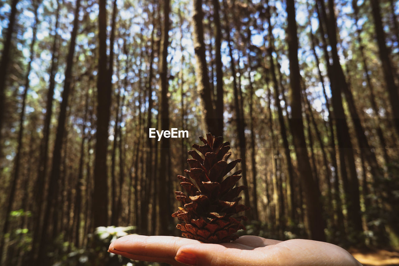 Hand holding pine cone in forest