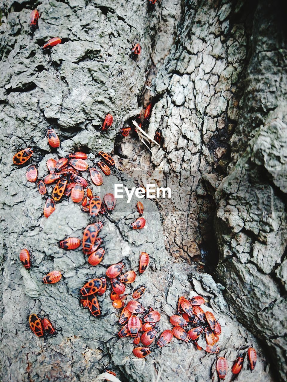 CLOSE-UP OF TREE TRUNK WITH ROCKS