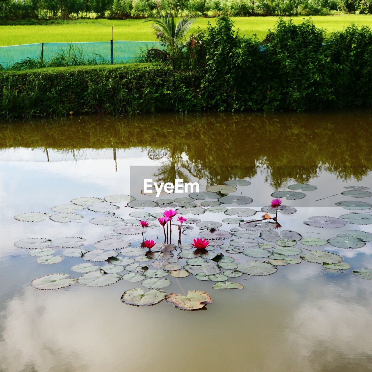 WATER LILIES IN LAKE