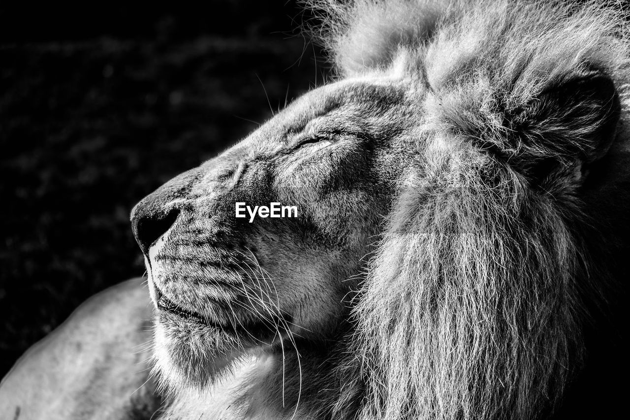 Close-up of male lion