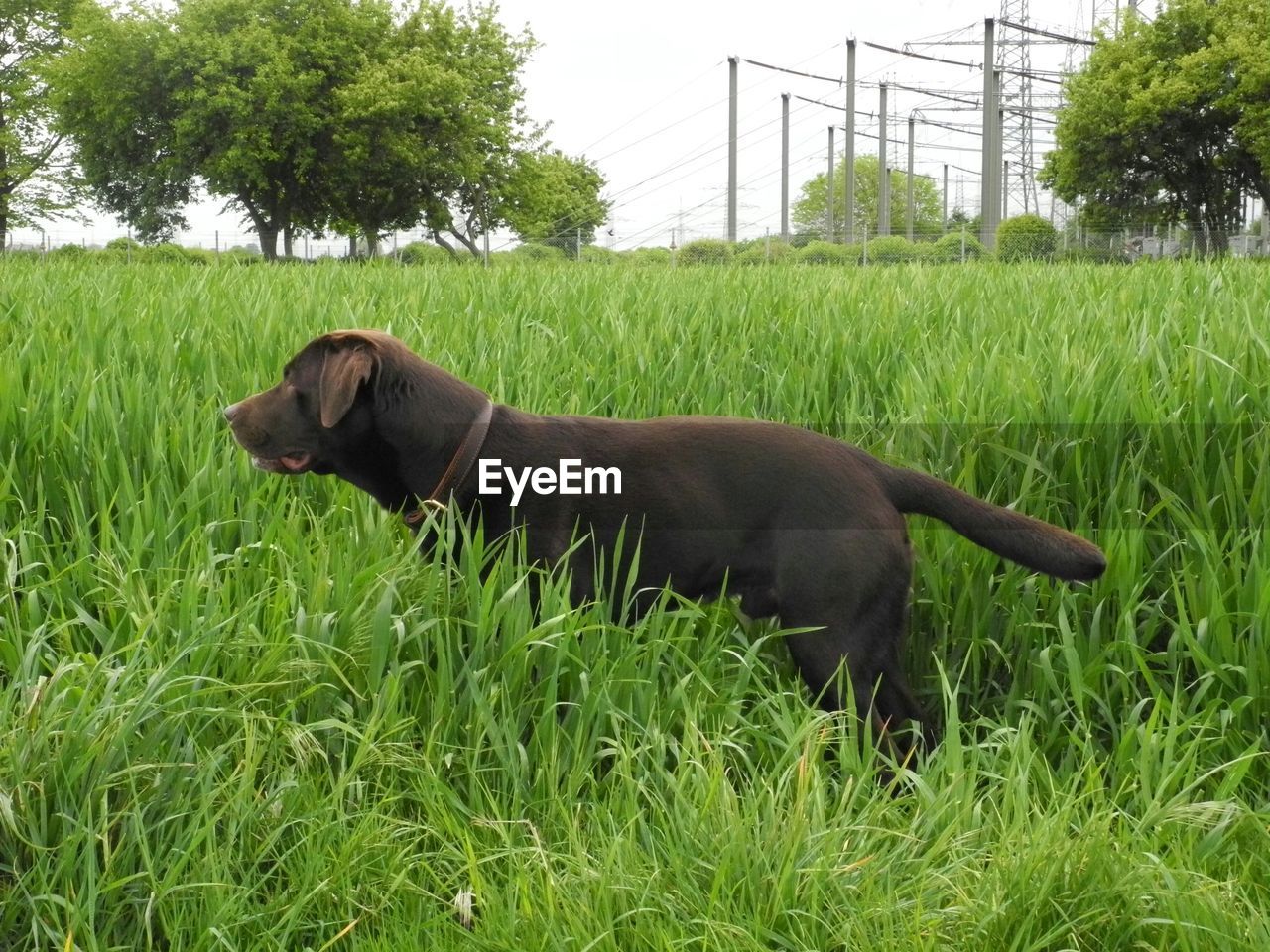 Side view of black labrador retriever standing in grass