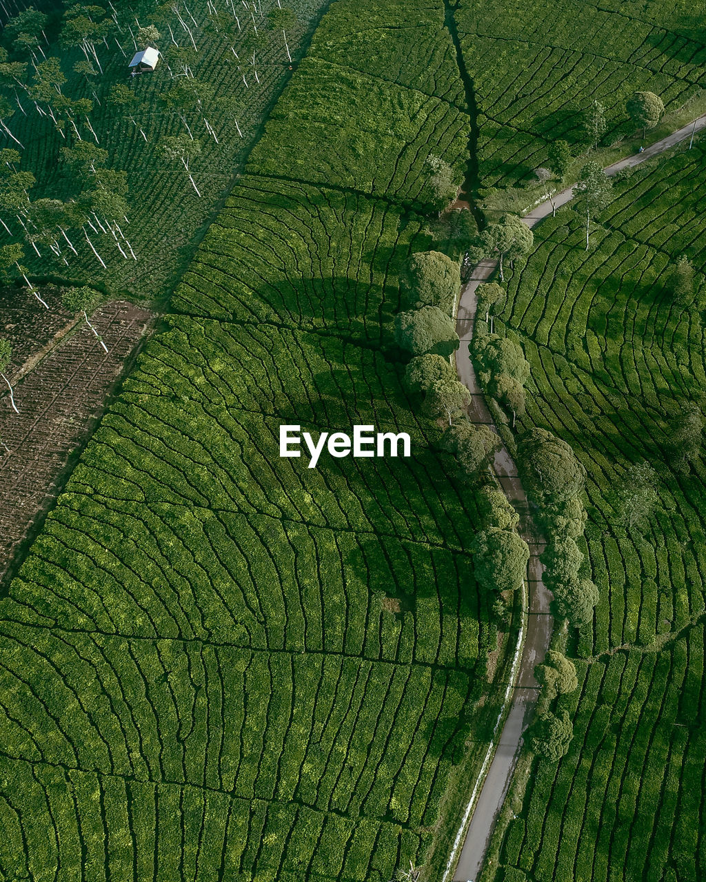 Full frame shot of agricultural field tea