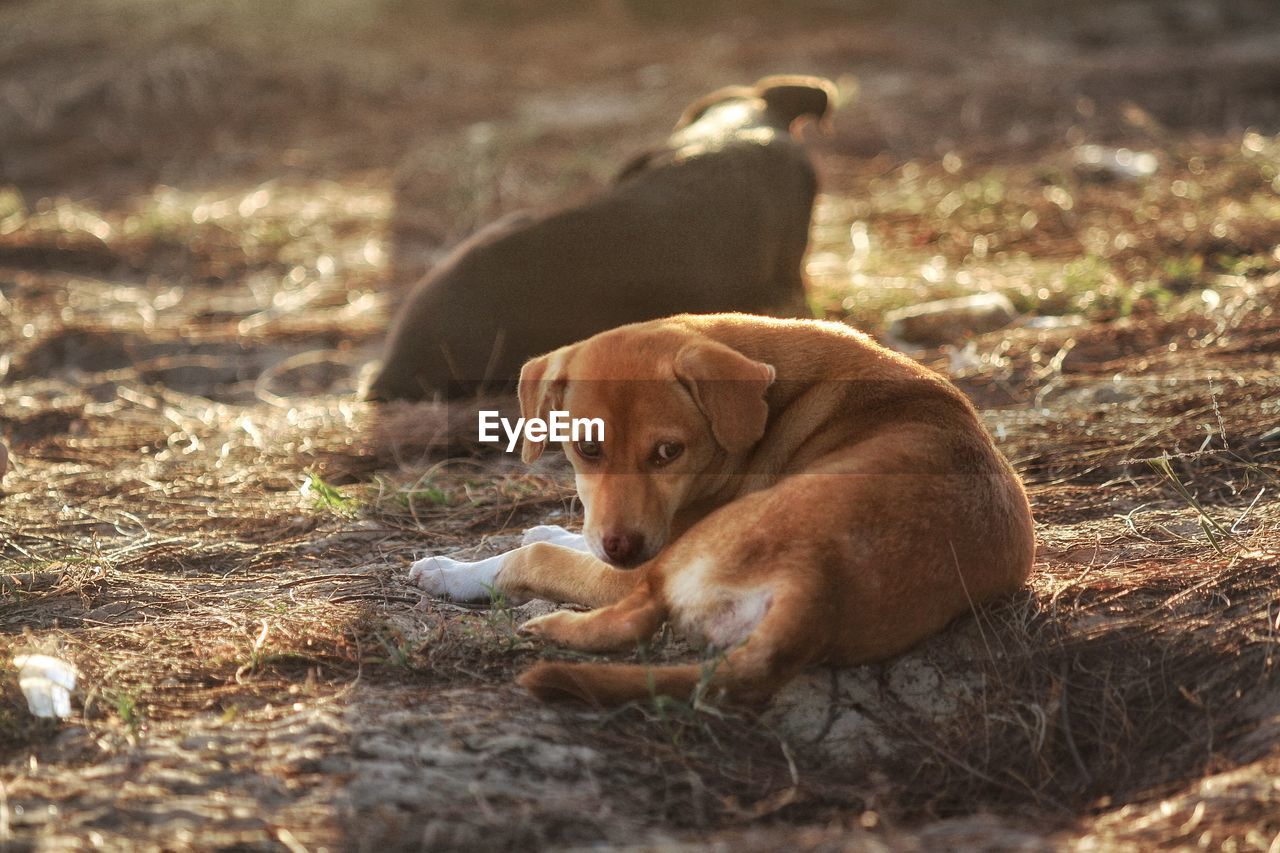 DOG LYING ON GROUND