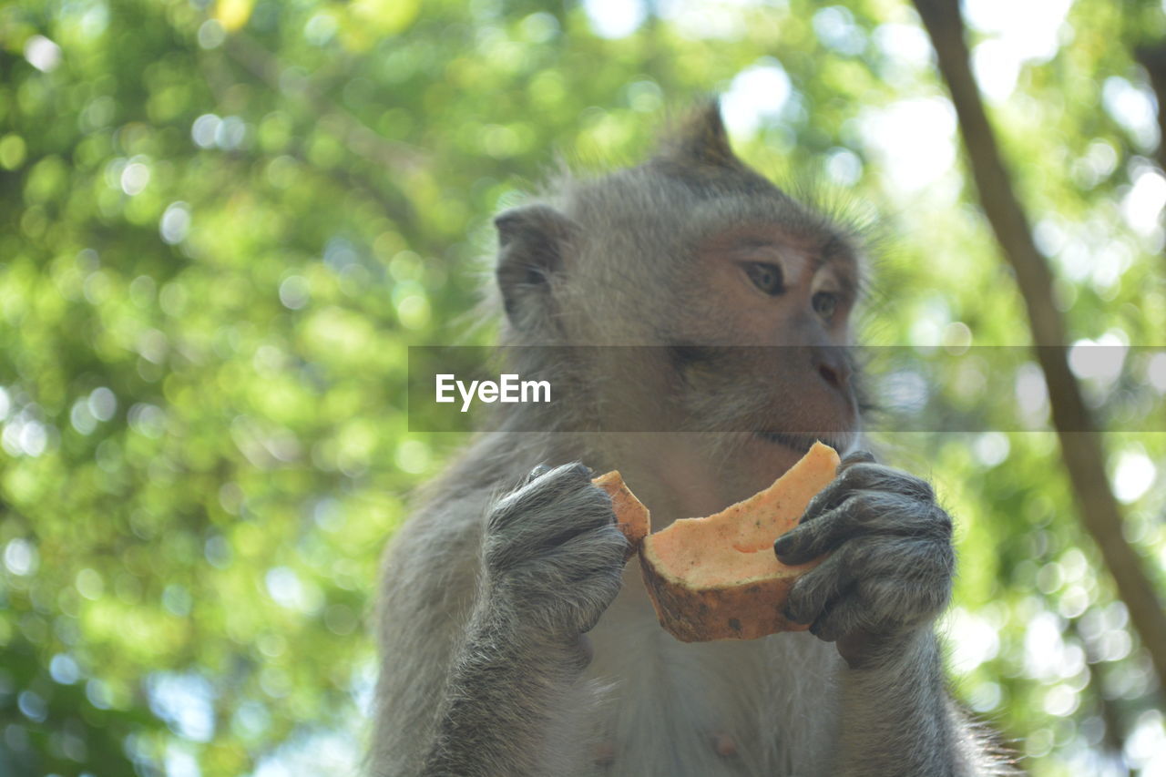 PORTRAIT OF MONKEY EATING FOOD