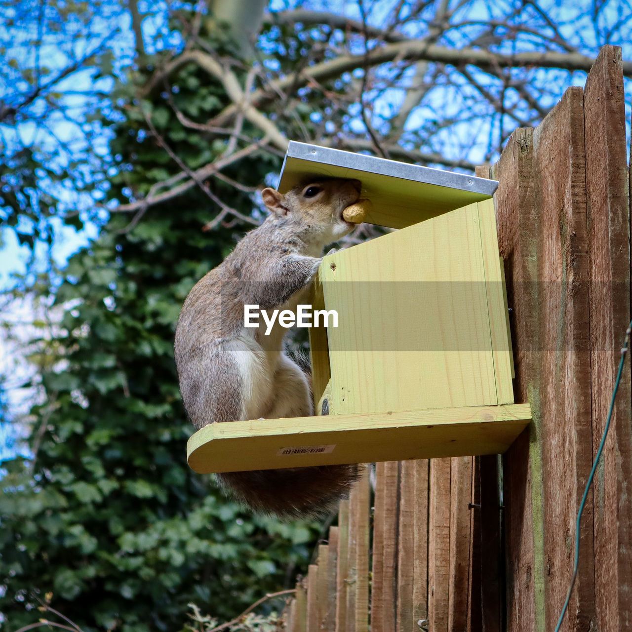 LOW ANGLE VIEW OF SQUIRREL ON TREE BRANCH