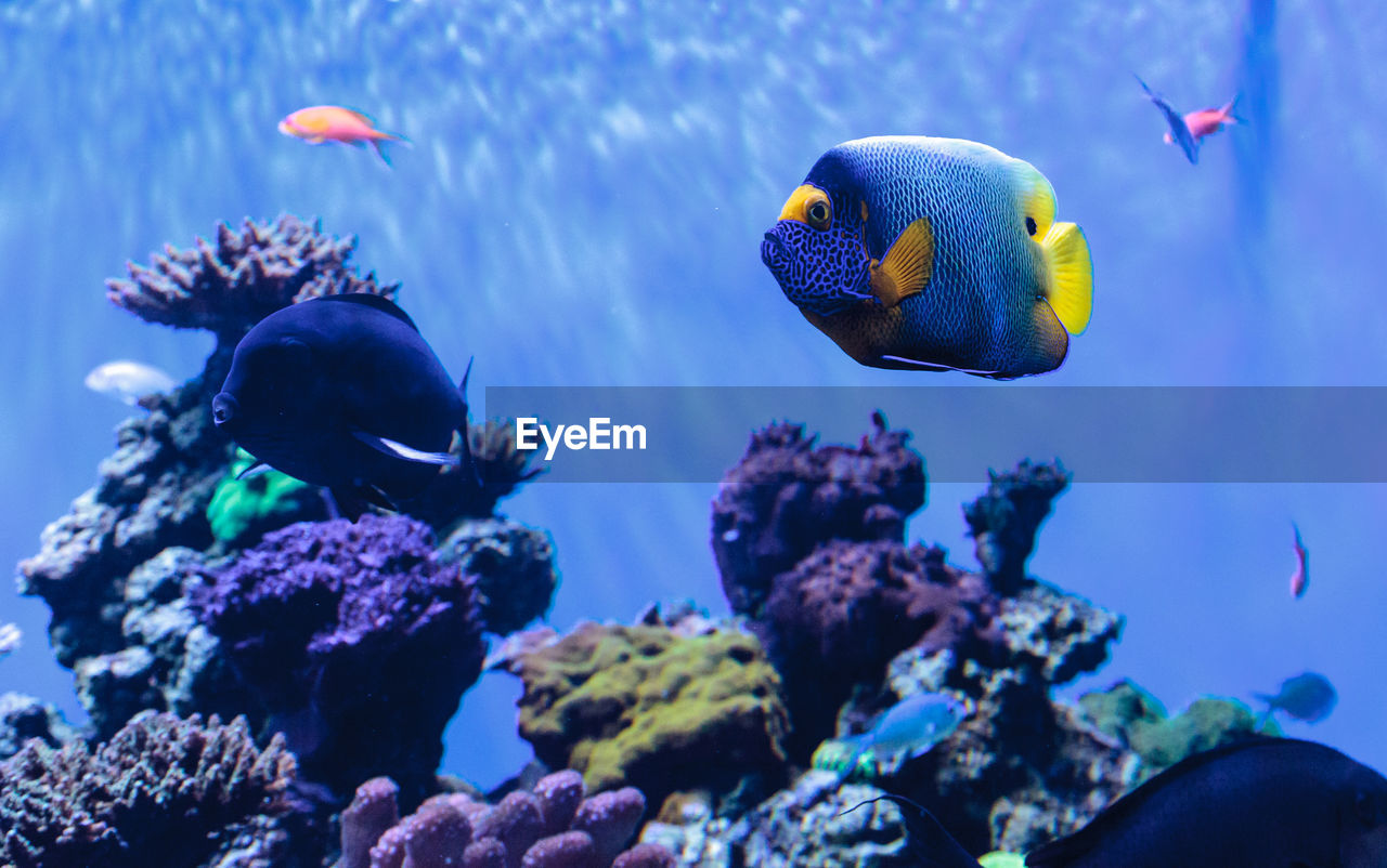 Close-up of blueface angelfish in aquarium