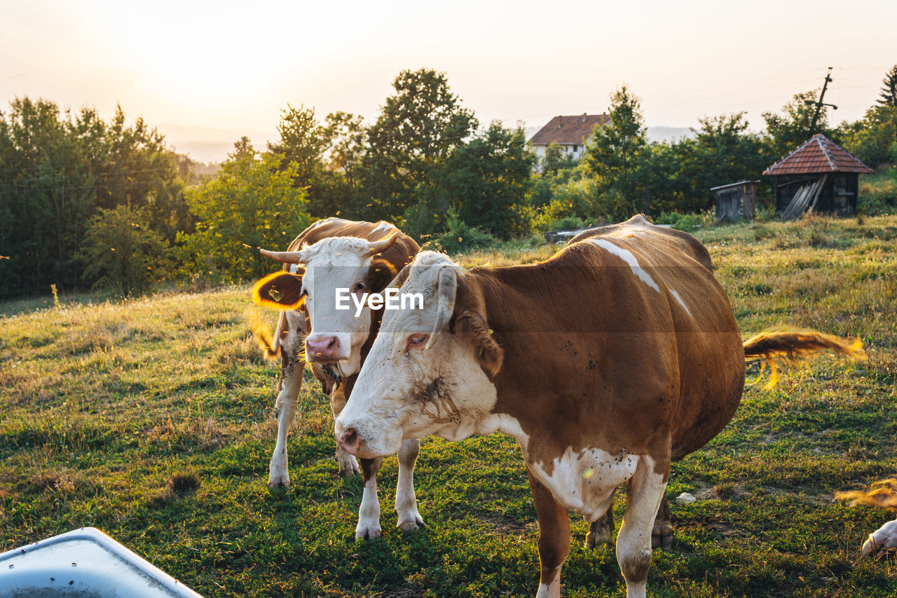 Cows in a field