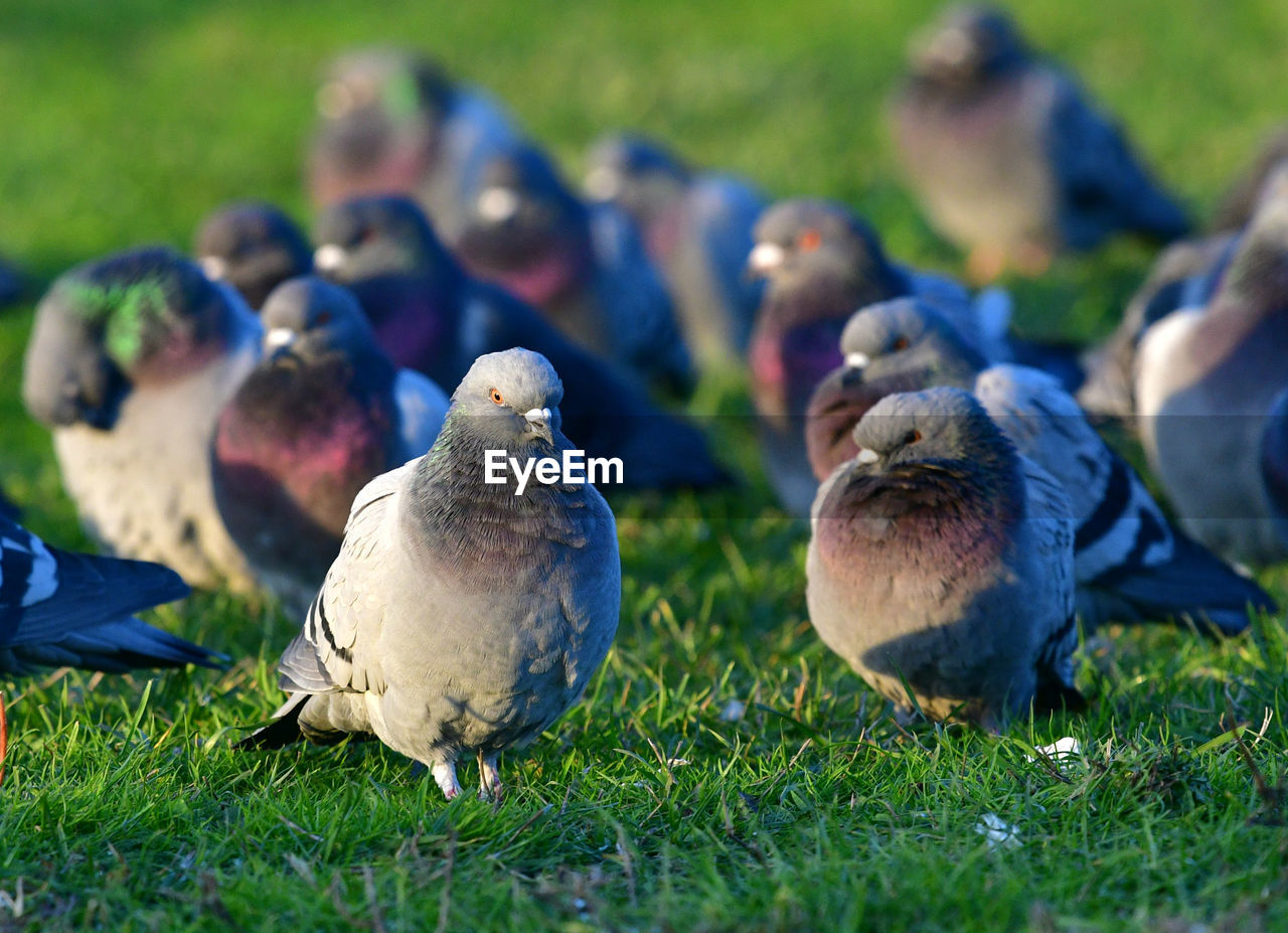 CLOSE-UP OF DUCKS ON GRASS