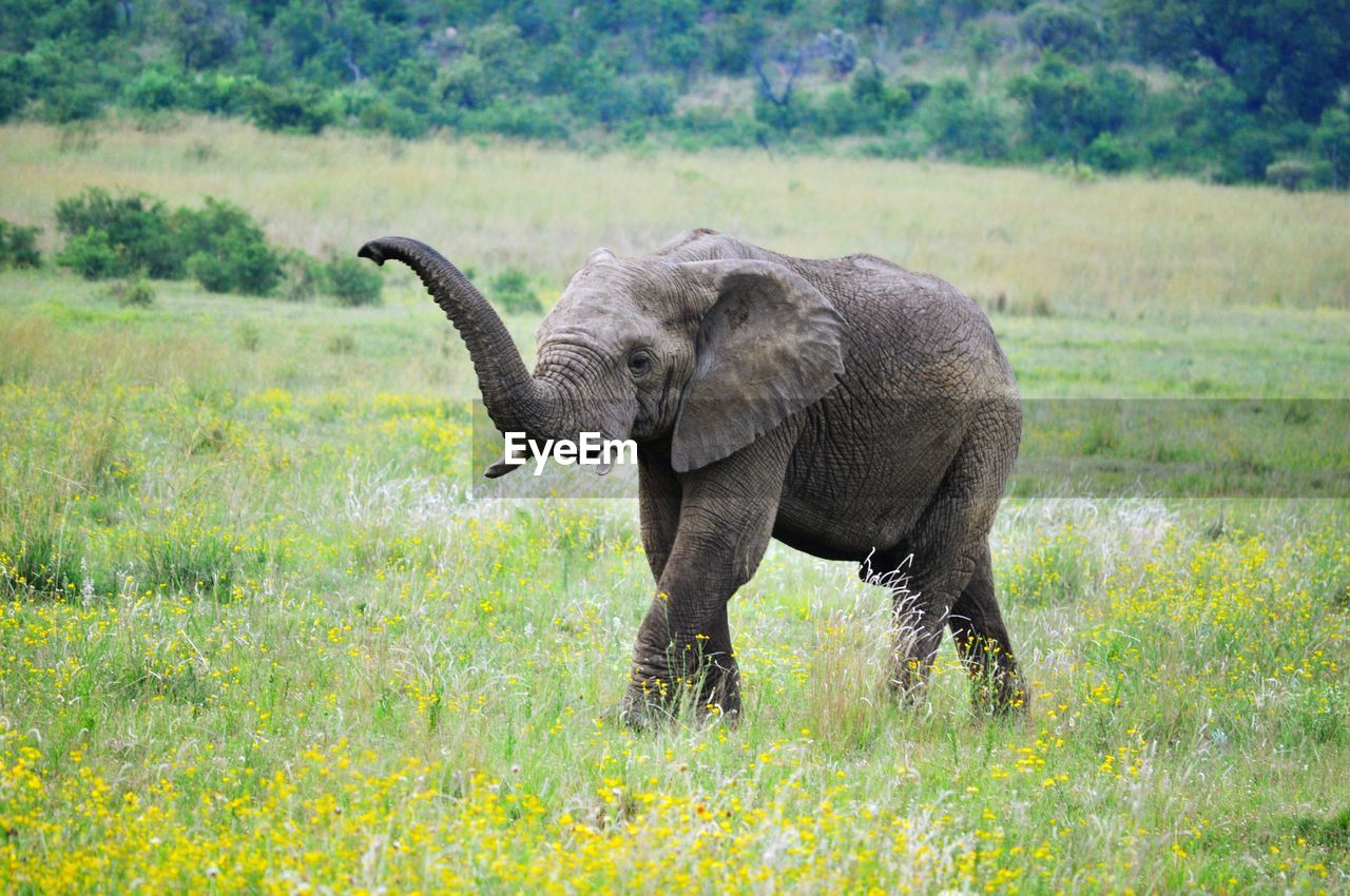 Elephant calf walking on field at pilanesberg game reserve