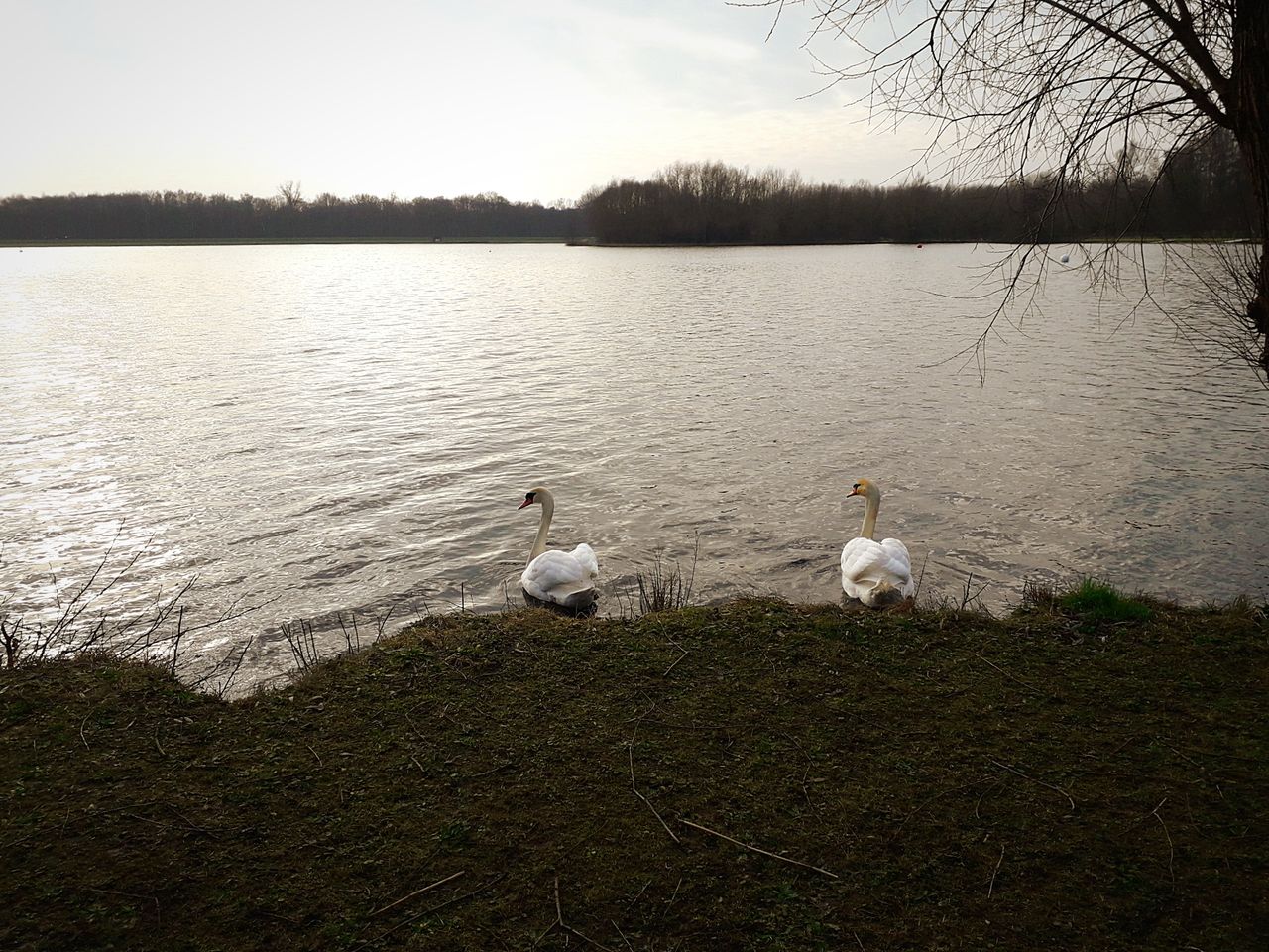 BIRDS IN LAKE