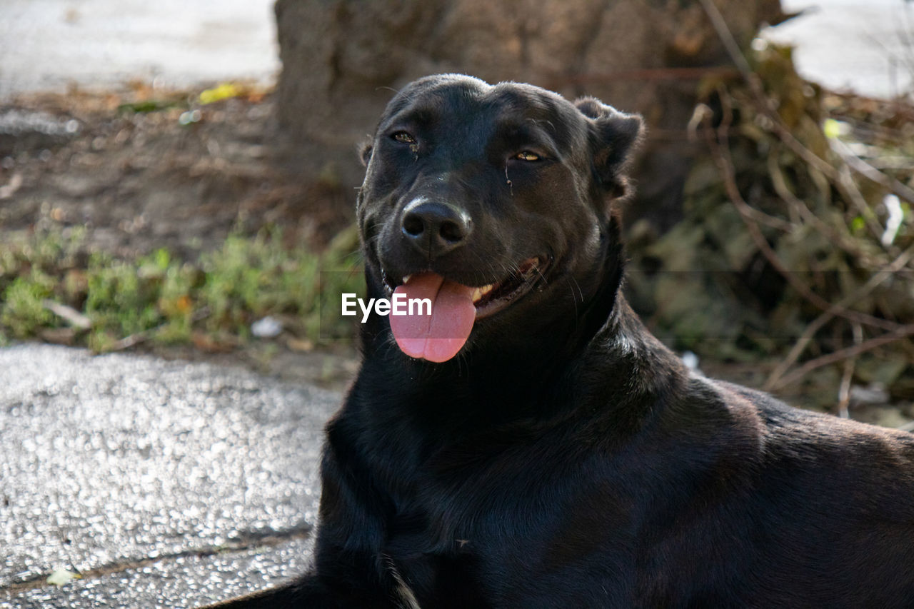 Friendly black dog sticking its tongue out