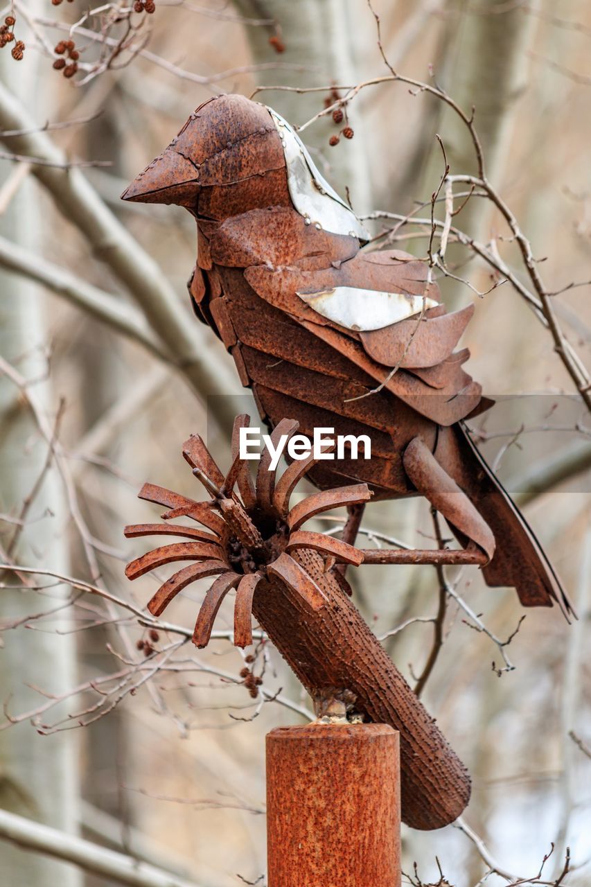 CLOSE-UP OF DRY LEAVES ON BRANCHES