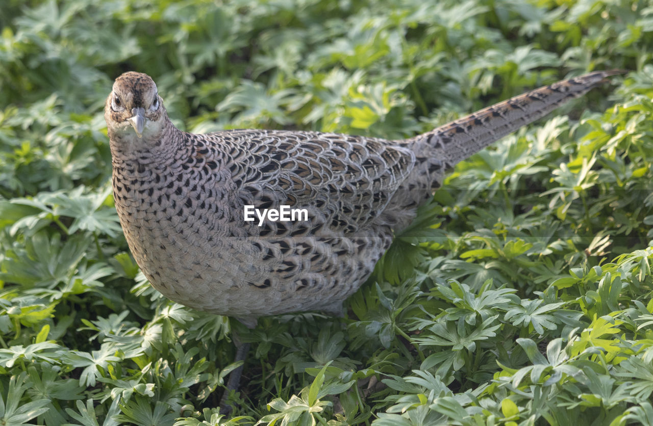 Close-up of a bird on field