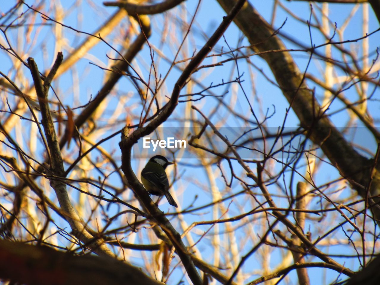 LOW ANGLE VIEW OF BIRD PERCHING ON BRANCH AGAINST SKY