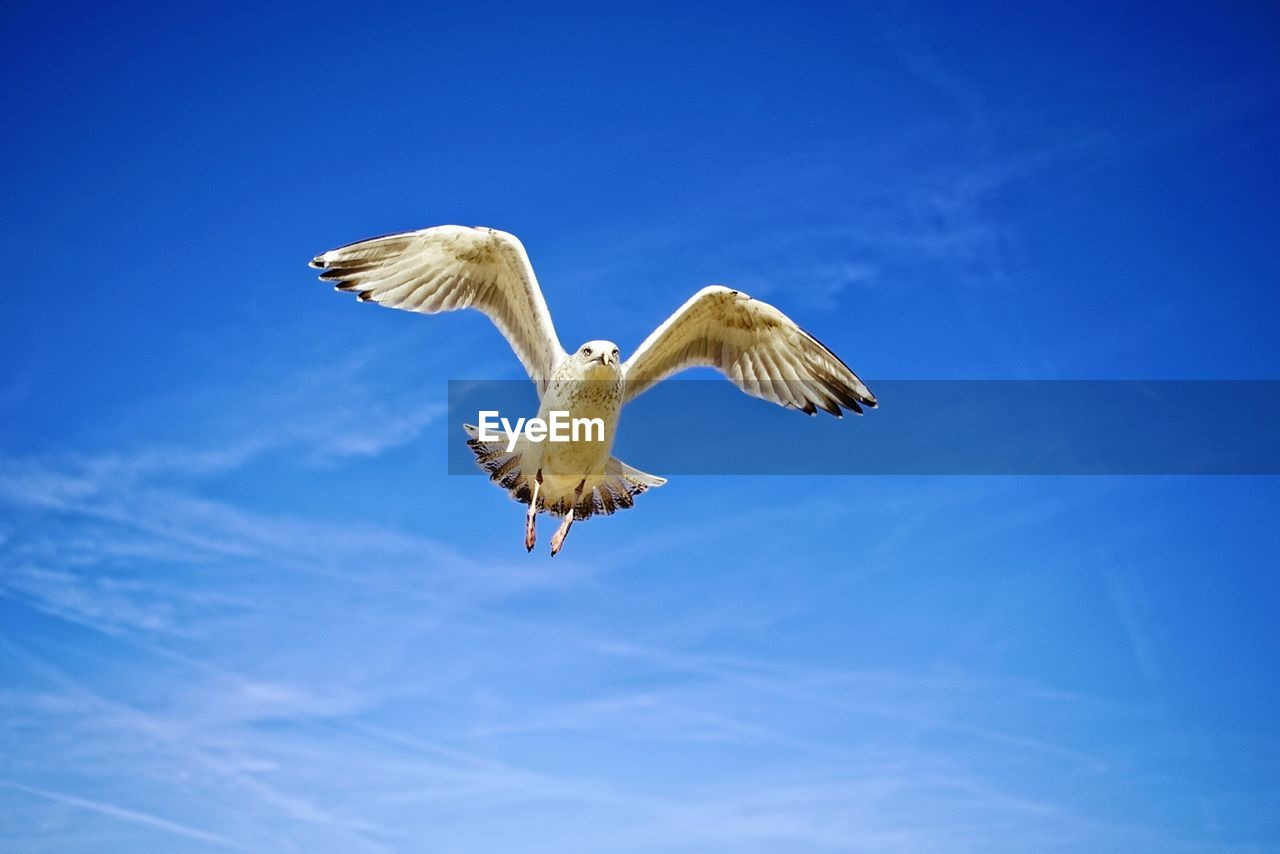 Low angle view of seagull flying