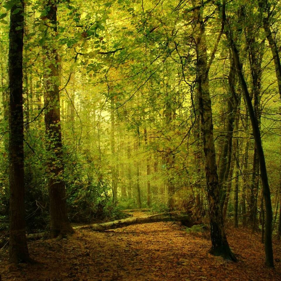 Lush trees in forest