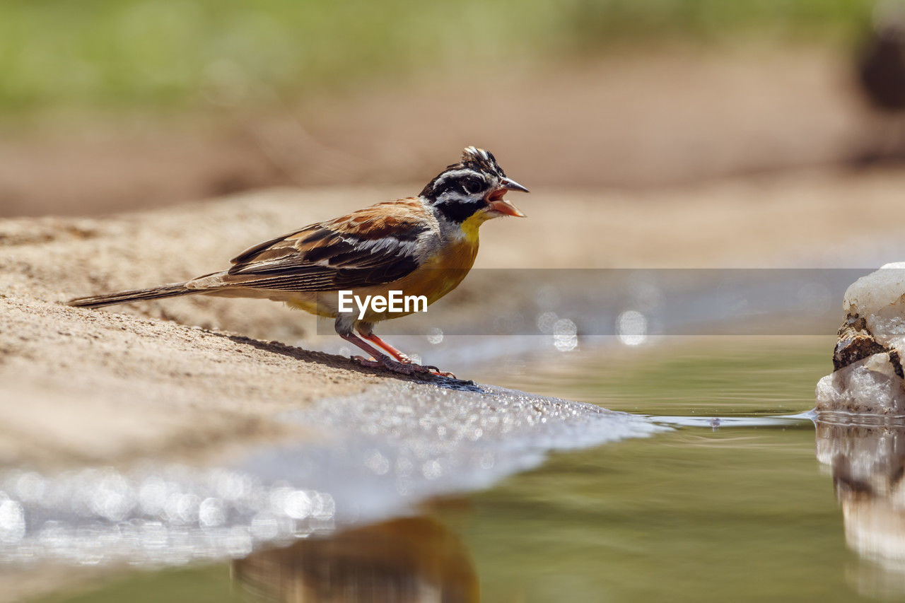 close-up of bird perching on rock