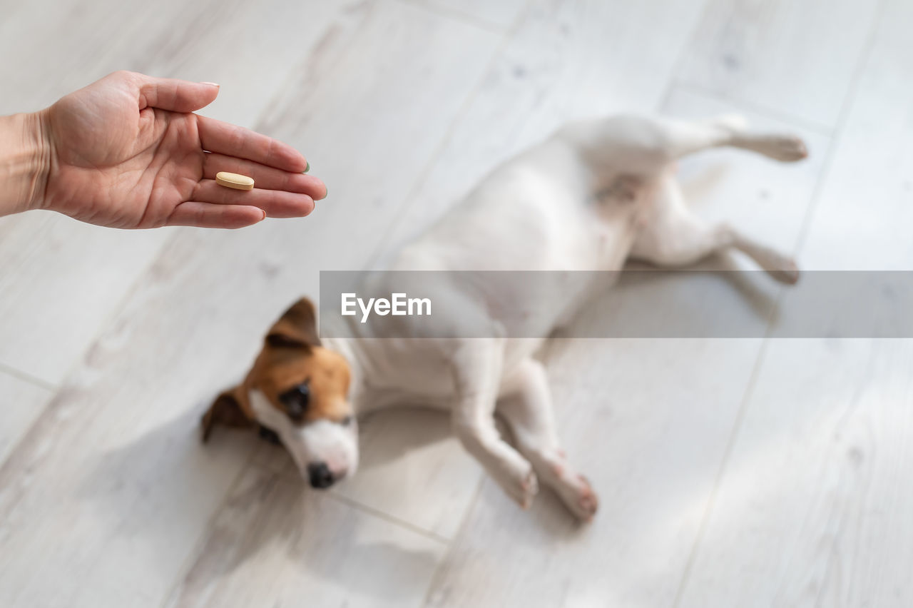 Cropped hand of person holding pill while dog lying on floor