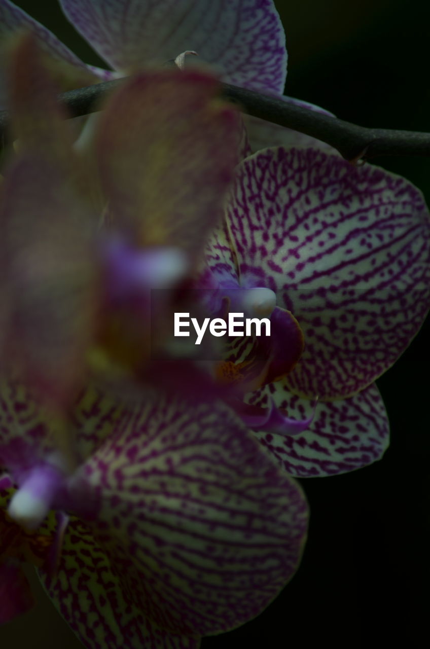 CLOSE-UP OF PURPLE FLOWERS BLOOMING