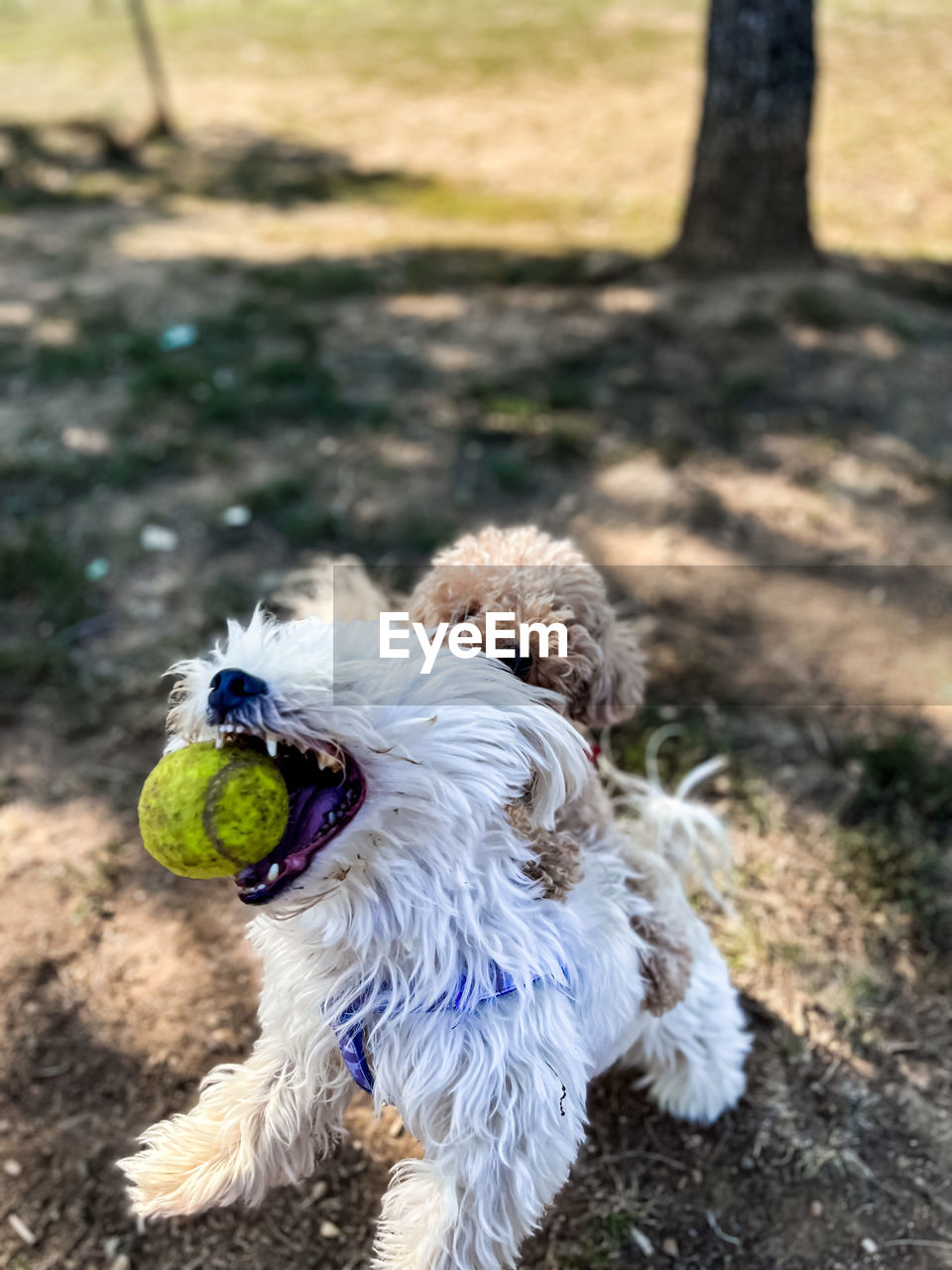 canine, dog, animal, animal themes, domestic animals, one animal, pet, mammal, nature, no people, puppy, lap dog, ball, day, cute, animal hair, outdoors, focus on foreground, tennis ball, tennis, plant, motion, sunlight, sports, poodle