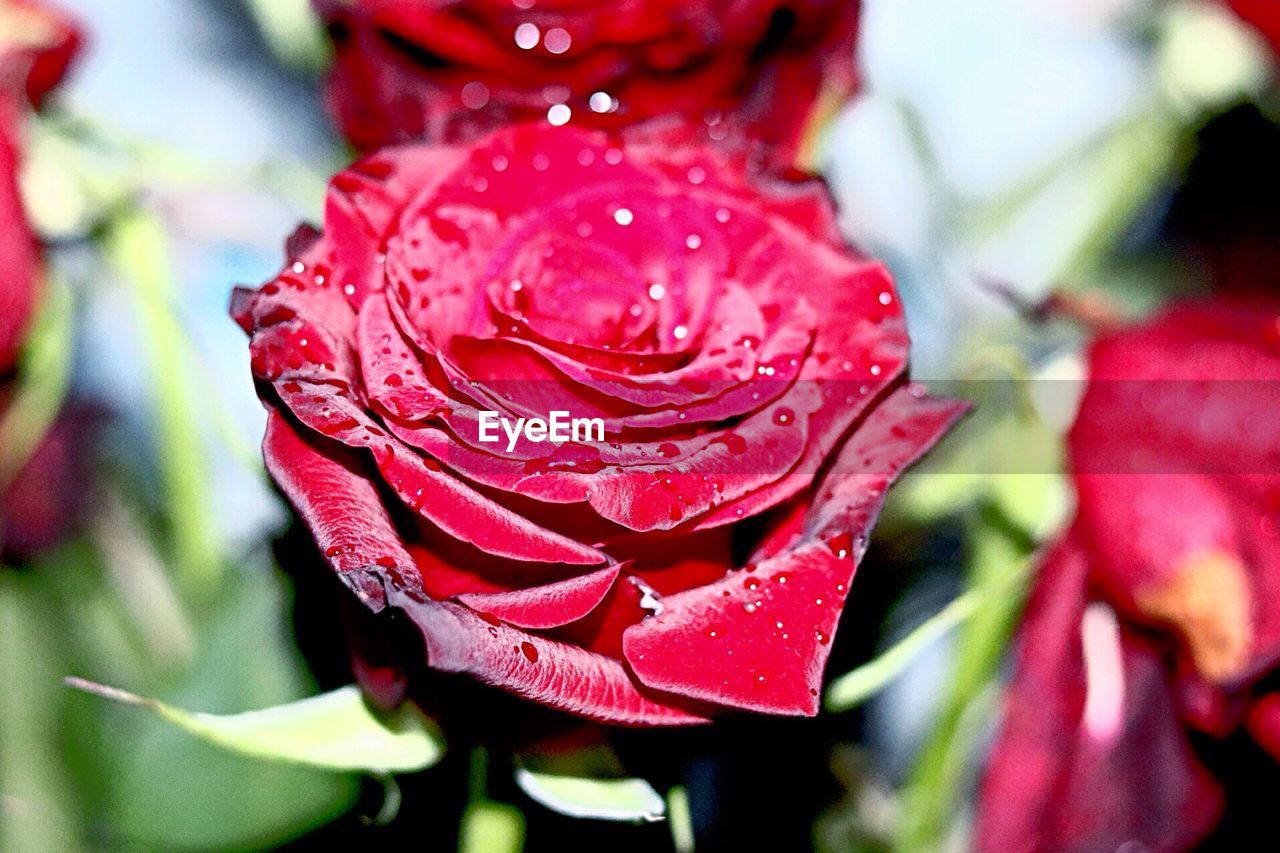 Close-up of wet red rose