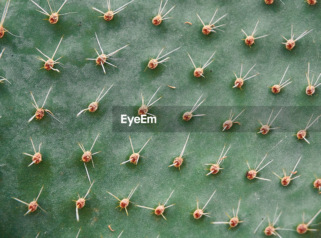 HIGH ANGLE VIEW OF CACTUS ON PLANT