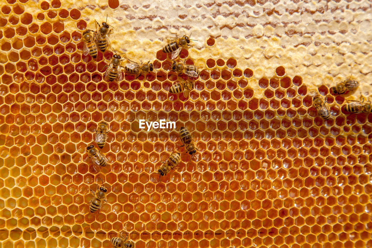 full frame shot of bee