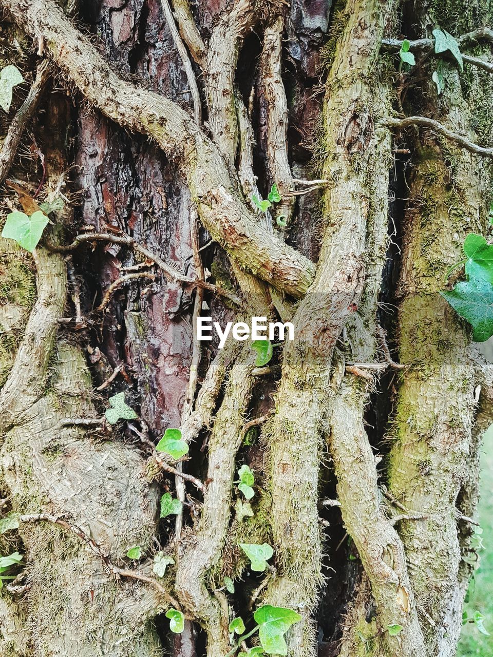 Plant growing on tree trunk