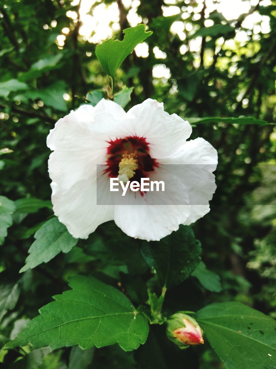 CLOSE-UP OF WHITE FLOWER BLOOMING IN PARK