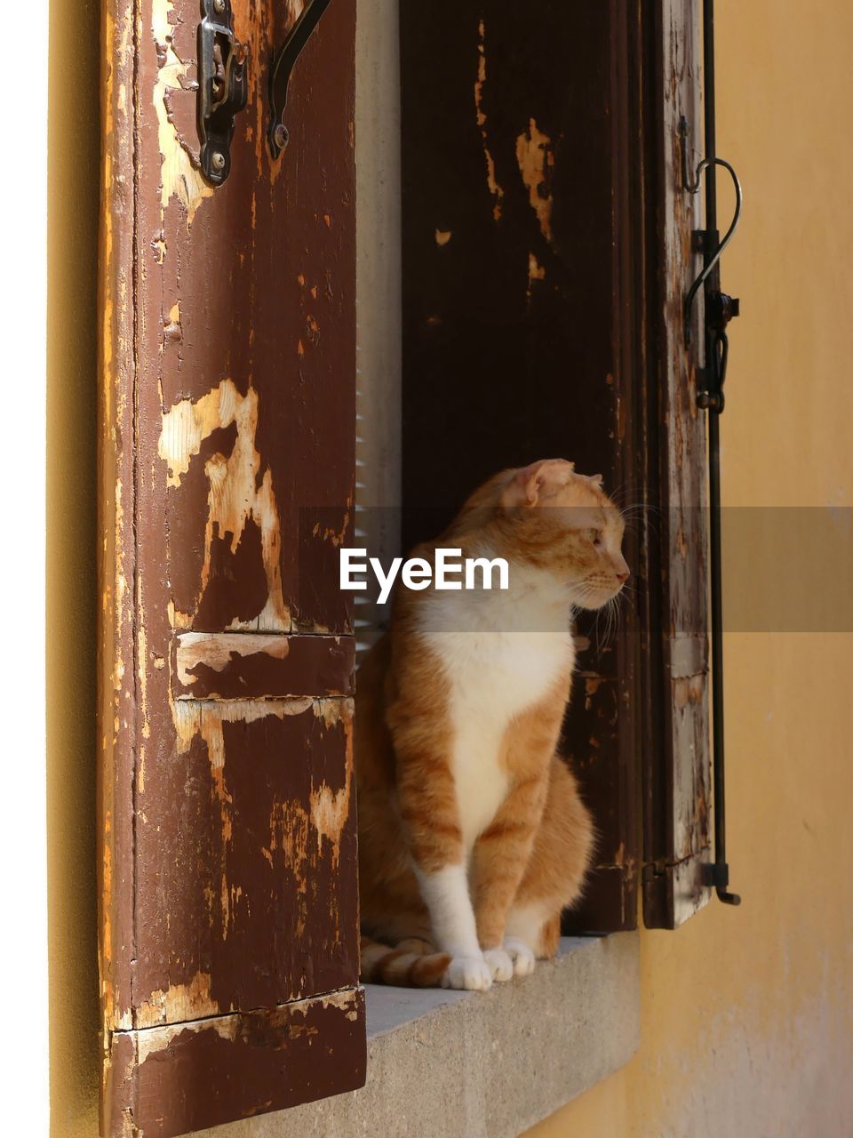 CAT SITTING ON WINDOW OF A HOUSE